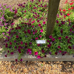 Petunia 'Deep Purple Improved'