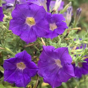 Petunia 'Light Blue'