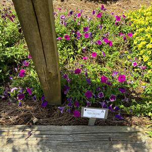 Petunia 'Magenta Glacier Sky'