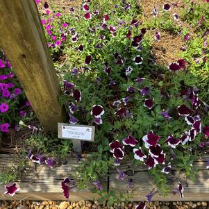 Petunia 'Merlot Glacier Sky'