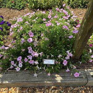 Petunia 'Pink Pearl'