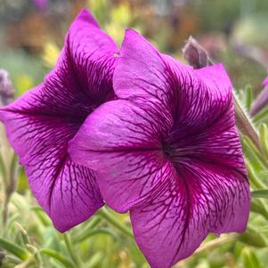 Petunia 'Purple Vein'