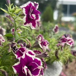 Petunia 'Radiant Ruby'