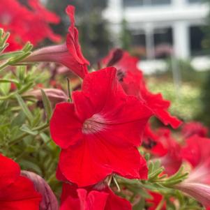 Petunia 'Red 26'
