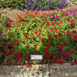 Petunia 'Red Improved'