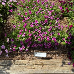 Petunia 'Rose Vein'