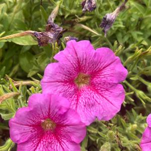 Petunia 'Rose Vein'