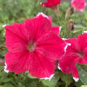 Petunia 'Strawberry Picotee'