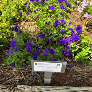 Petunia 'True Blue'