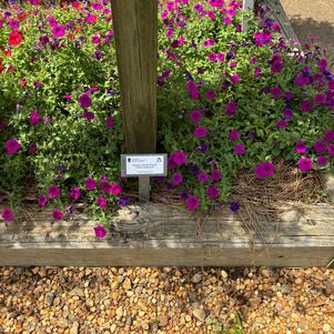 Petunia 'Violet Improved'