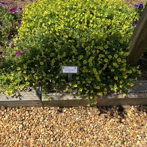 Petunia hybrid 'Yellow'
