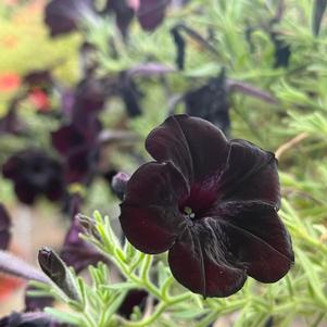 Petunia hybrida 'Black Widow'