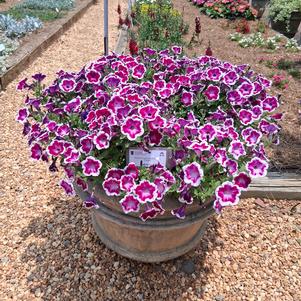 Petunia hybrida 'Purple'