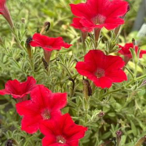 Petunia hybrida 'Red Imp.'