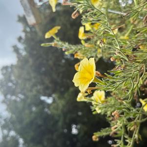 Petunia hybrida 'Sunshine'