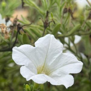 Petunia hybrida 'White'