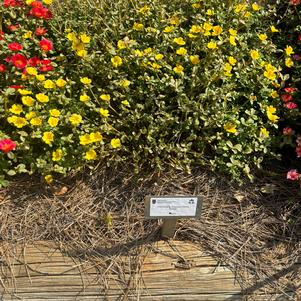 Portulaca 'Gold'