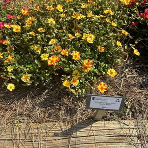 Portulaca 'Scarlet Twist'