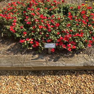 Portulaca 'Tropical Punch'