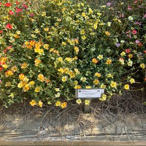 Purslane 'Citrus Crush'