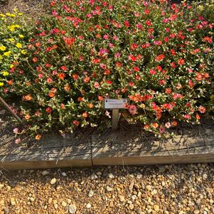 Purslane 'Frosted Strawberry'