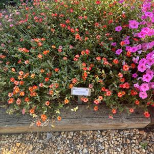 Purslane 'Raspberry Lemonade'