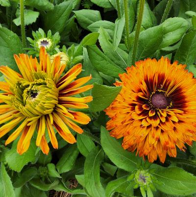 Rudbeckia hirta 