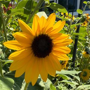 Sunflower F1 