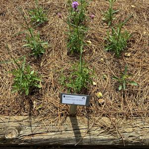Verbena 'Entry'