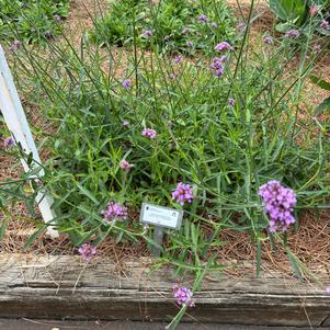 Verbena bonariensis 'Finesse®'