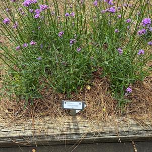 Verbena bonariensis 'Vanity'