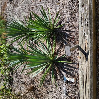 Yucca 'Dragon Slayer'