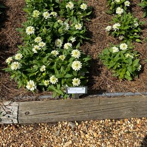 Zinnia 'Double F1'