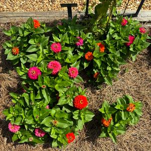 Zinnia 'Hot Mixture'