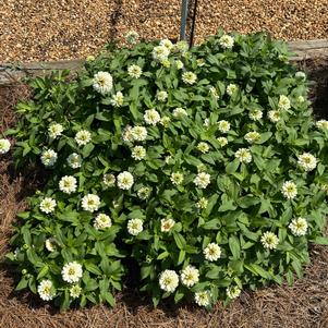 Zinnia 'Zahara Double White'