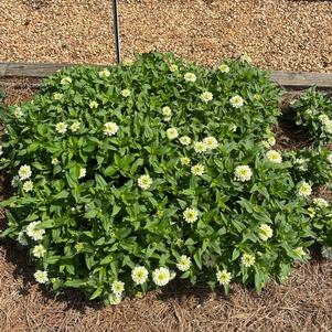 Zinnia 'Zydeco White'