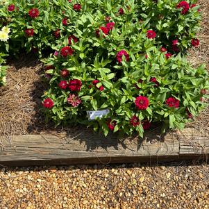 Zinnia marylandica 'Cherry'
