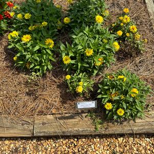 Zinnia marylandica 'Deep Yellow'