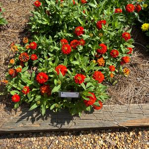 Zinnia marylandica 'Fire'