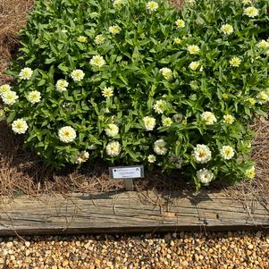 Zinnia marylandica 'White'