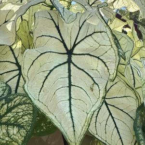 Caladium 'Allure'