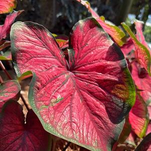 Caladium 'Red Glamour'