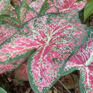 Caladium 'Ballet Slippers'