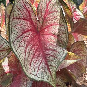 Caladium 'Southern Charm'