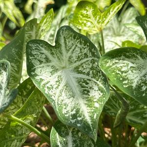 Caladium 'White Cap'