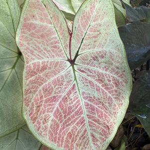 Caladium 'Pink Lemonade'