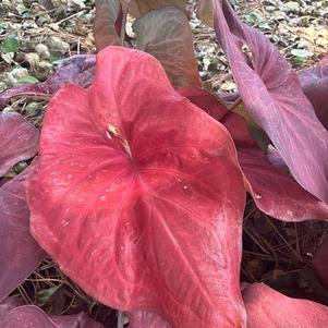 Caladium 'Sedona Skies'