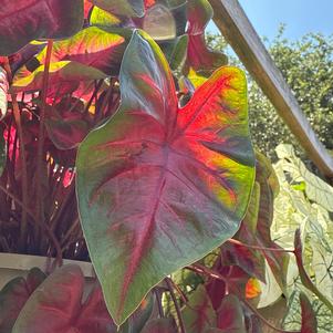Caladium 'Too Hot'