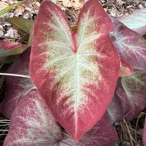 Caladium 'Crème Brulee'