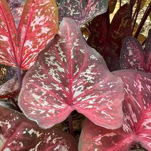Caladium 'Escape Artist'